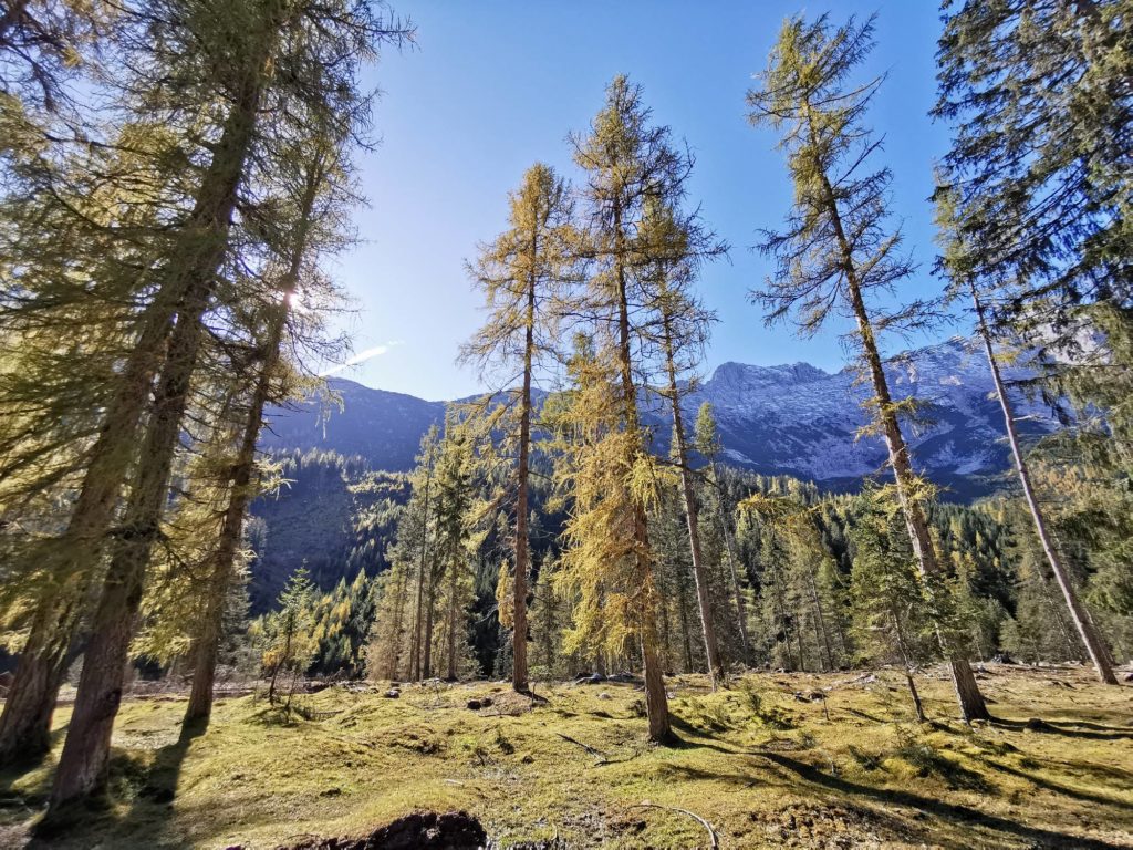 Das Lärchenbrennen im Herbst im Gaistal